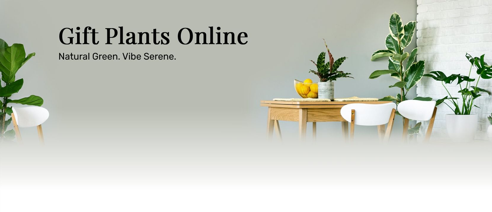 Online plant delivery